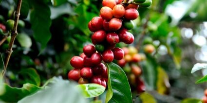 Anbau und Verarbeitung von Rohkaffee 